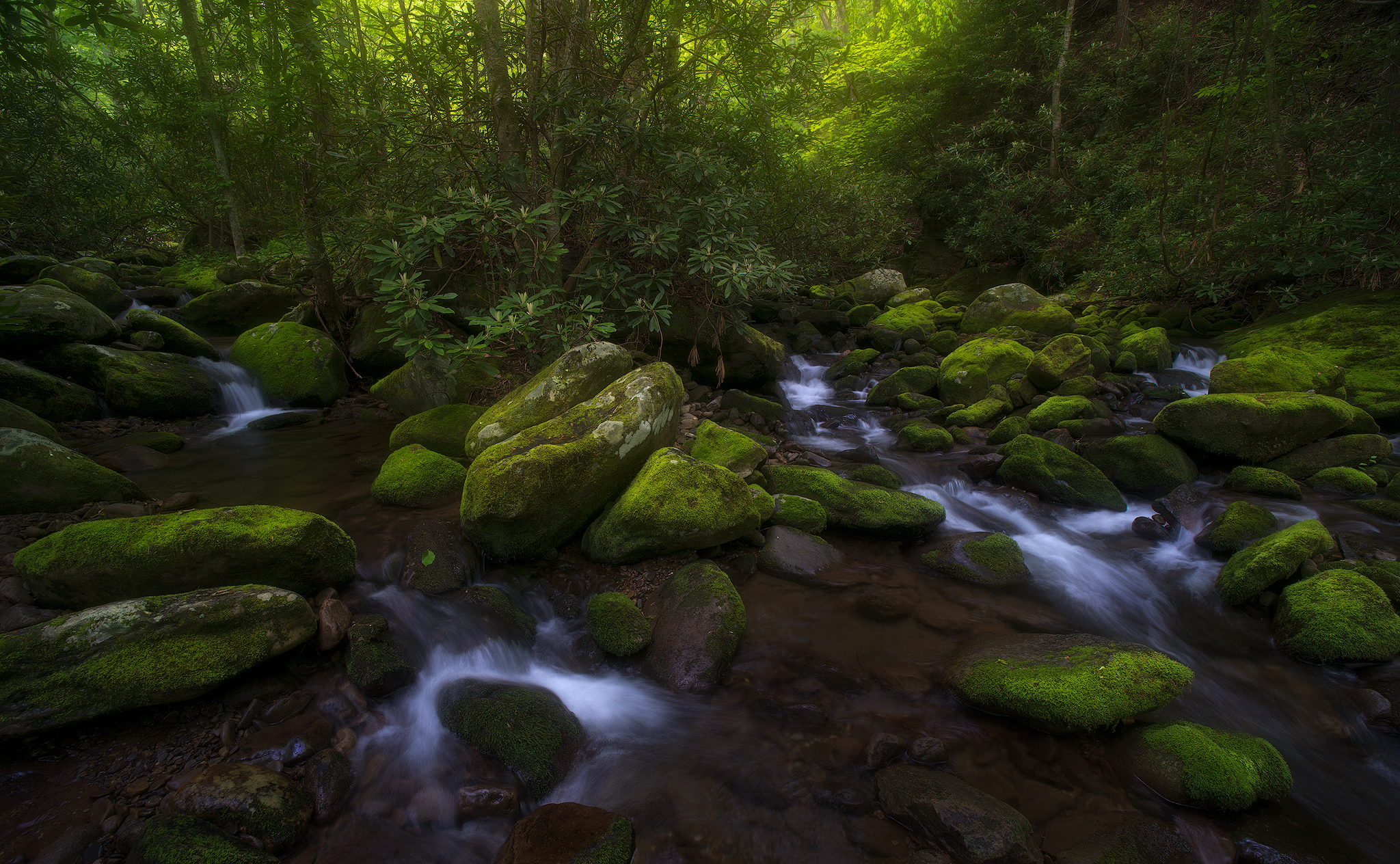 Field of Streams