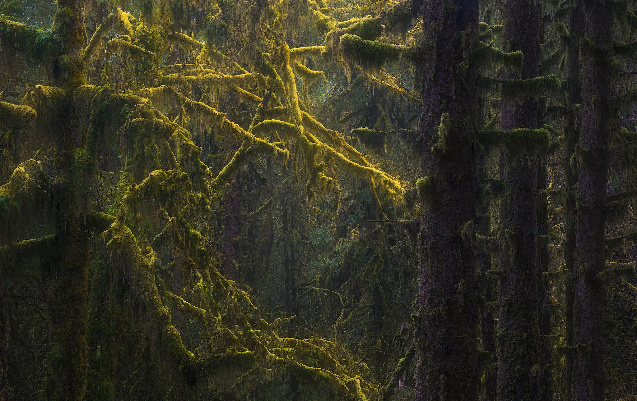 Old Growth