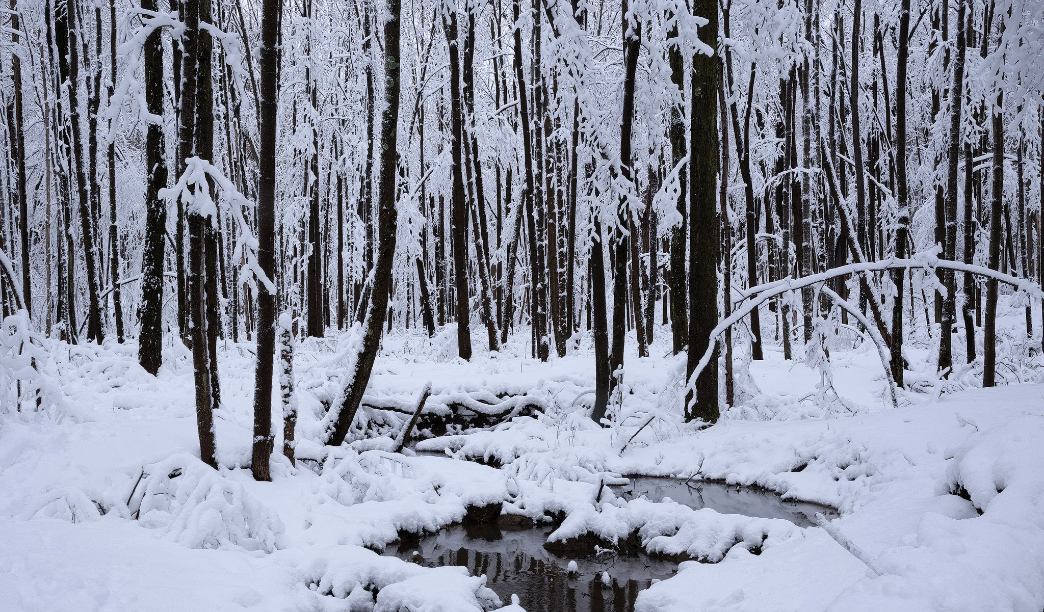 Fantasy Forest