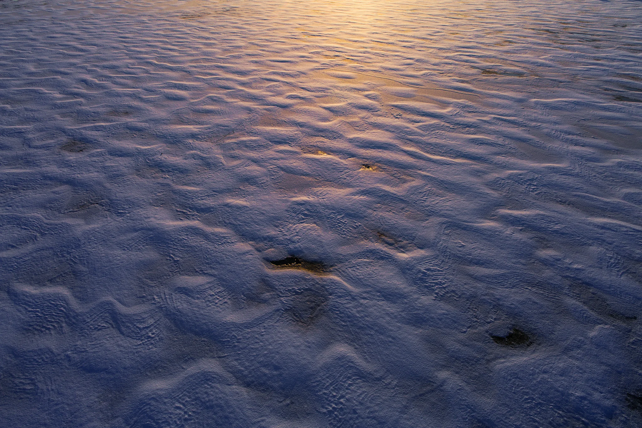 Boreal Dunes
