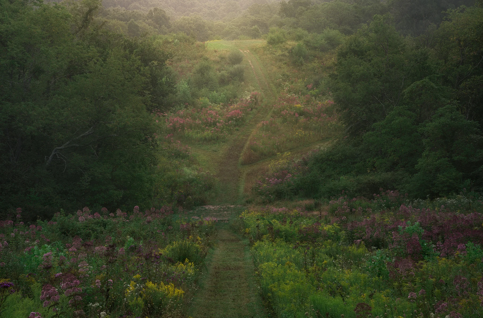 Misty Aisle