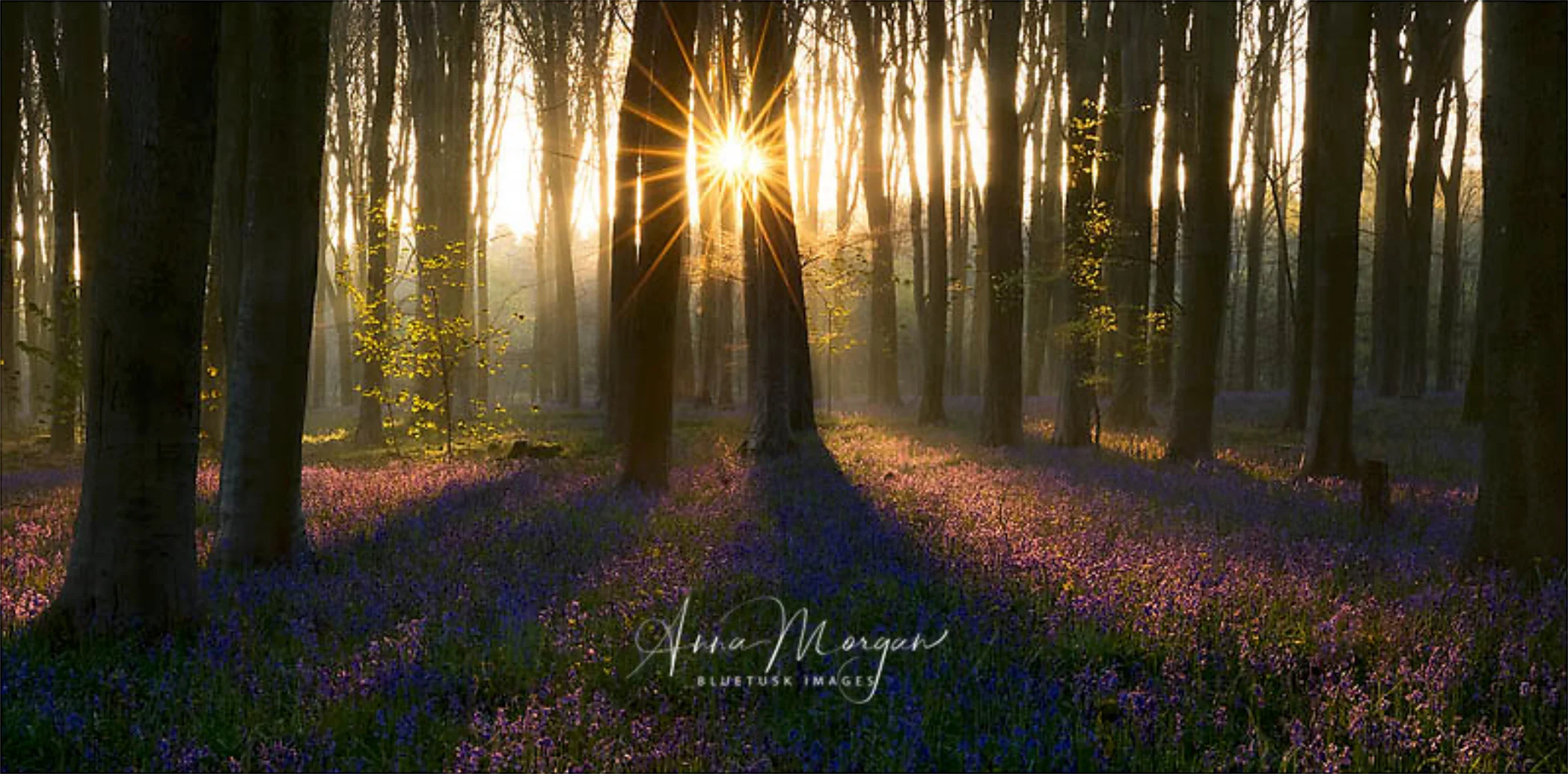 "Convergence"- Anna Morgan. Perfect carpet of flowers, fog, and a sunstar. Wait, a DOUBLE sunstar? Are you kidding me?!? The atmosphere is classy but ethereal, a hallmark of her collection. 