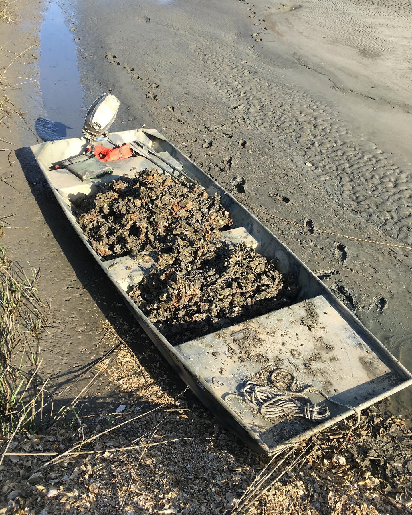 &lsquo;Tis the season to transplant seed oysters.