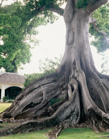 treejamaica.jpg
