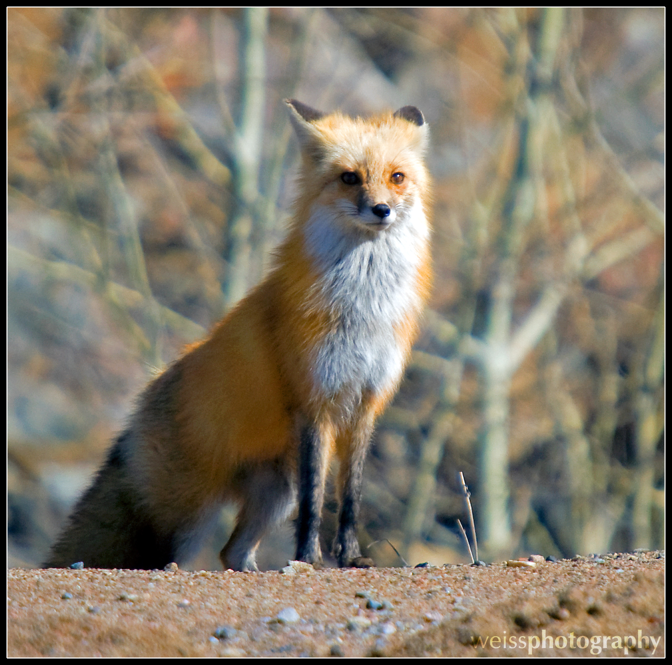 fox 2.jpg