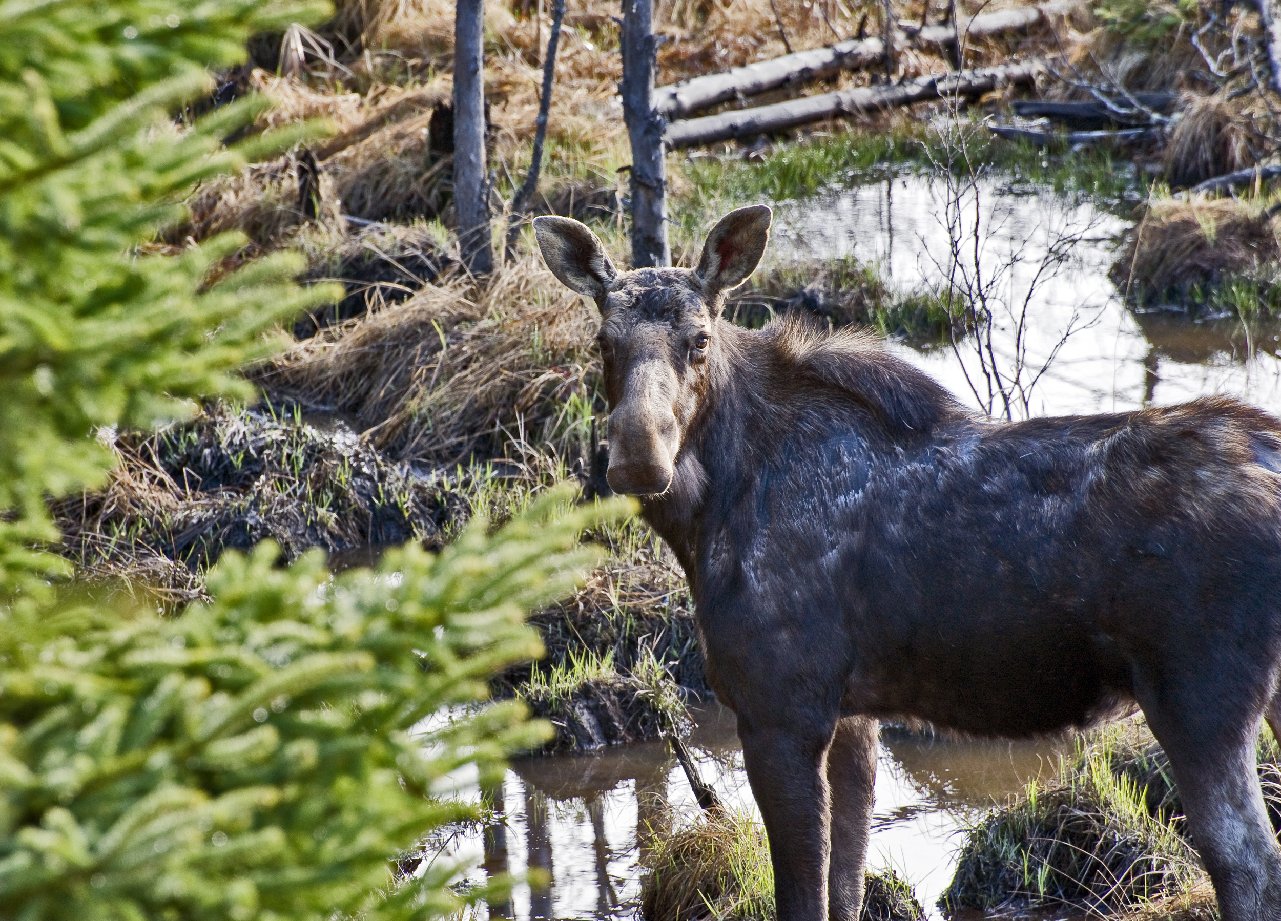 female moose 2.jpg