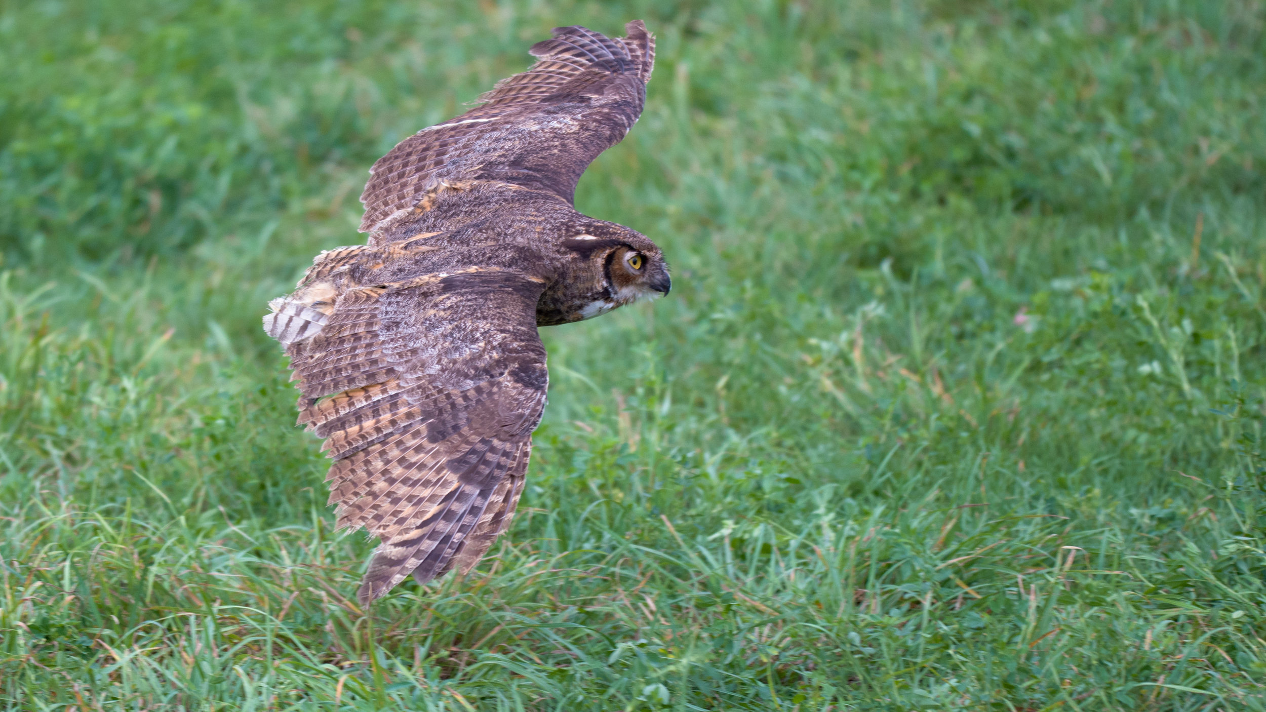 DSC_2311-Edit.jpg