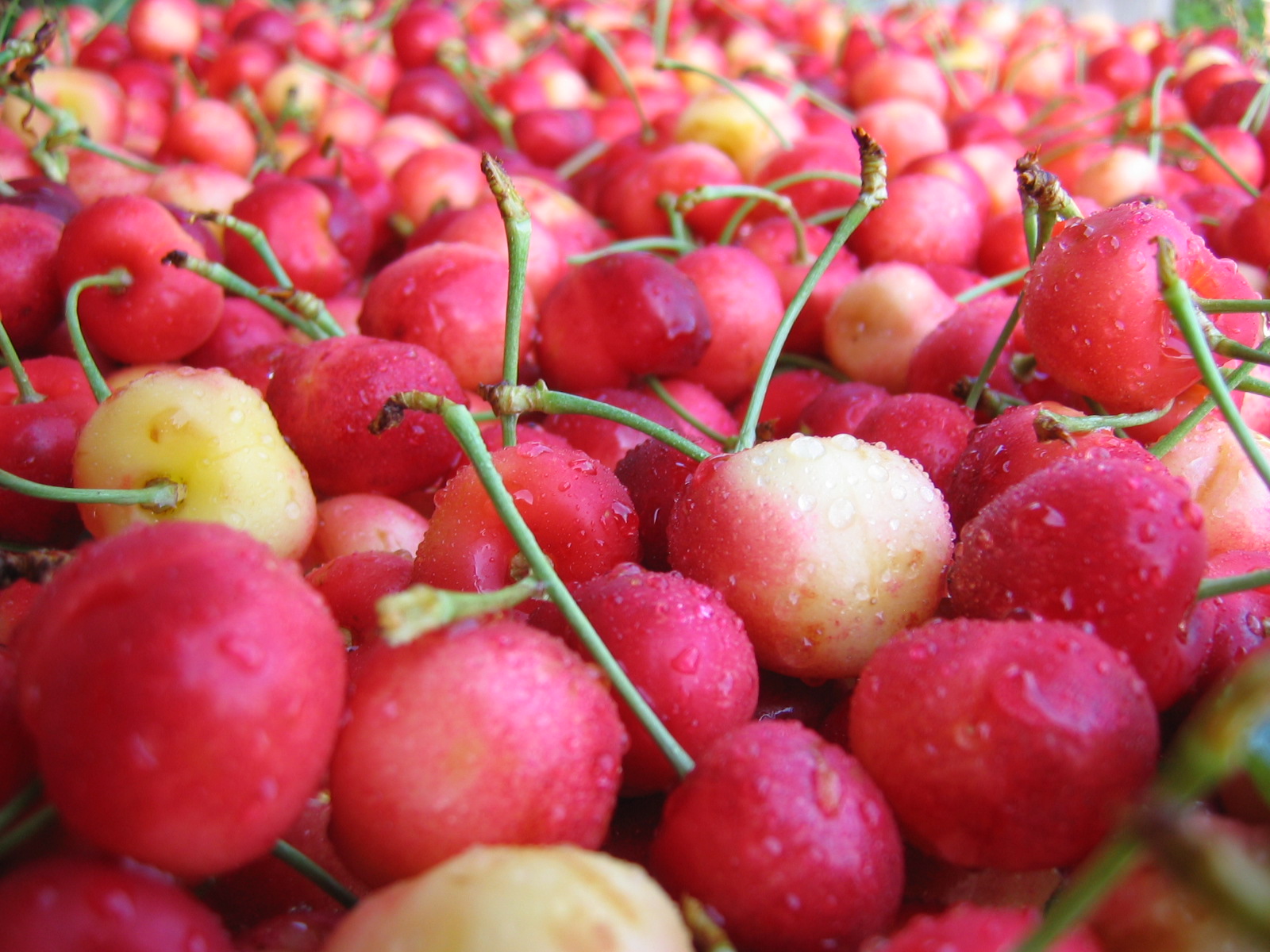 Cherries close up.jpg