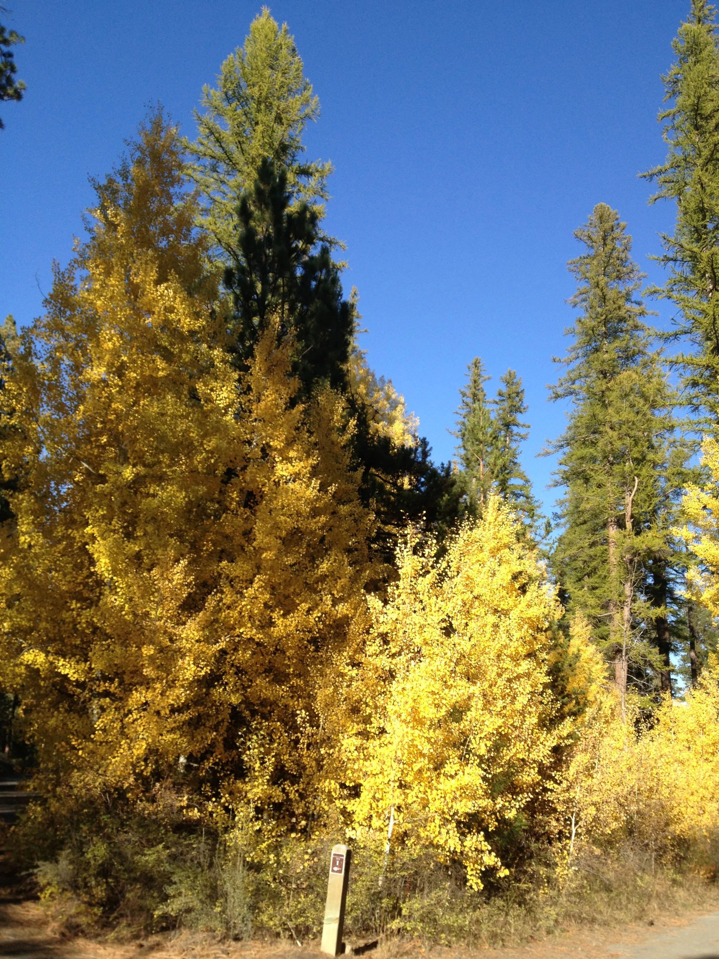 Autumn Aspens
