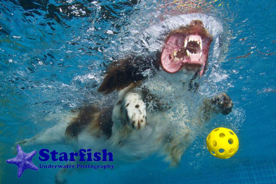 NWS-LRY-DashnSplashDogs54
Dash 'N' Splash at Kent Showground, Detling. Dogs run along a ramp and jump into the pool, chasing after their ball.
Jazz dives in for the ball.