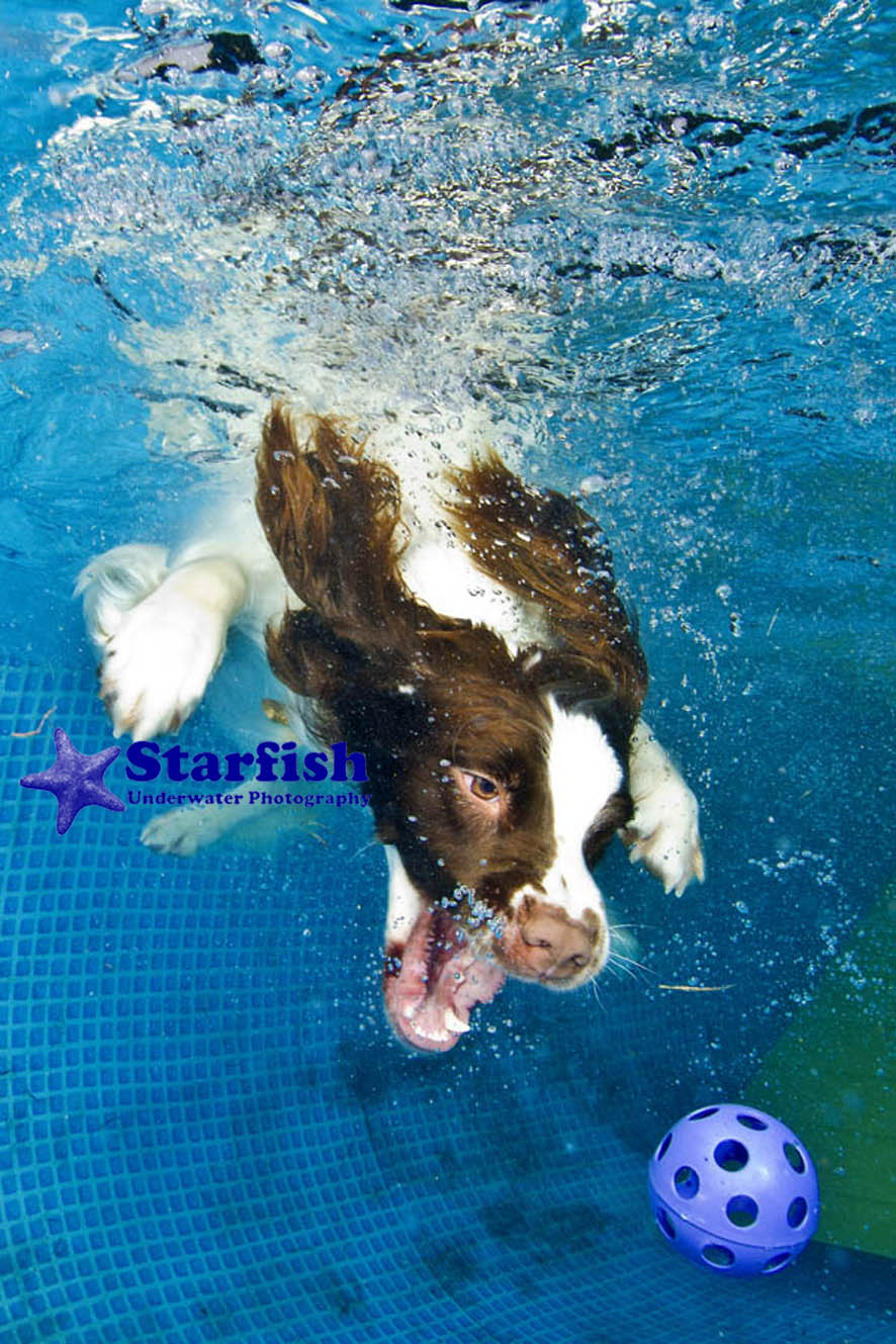 NWS-LRY-DashnSplashDogs22
Dash 'N' Splash at Kent Showground, Detling. Dogs run along a ramp and jump into the pool, chasing after their ball.
Mooky retrieves his ball from the bottom of the pool.