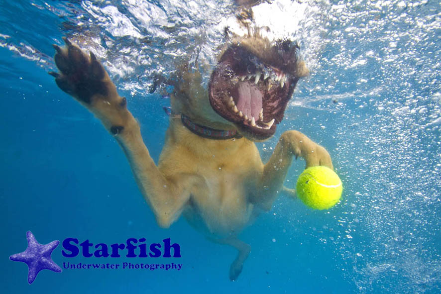 NWS-LRY-DashnSplash2
Dash n Splash at Kent Show, Detling. Dogs are inviting to run along a gangway and jump into the tank of water to retrieve a ball.
Alice, 2, shows her teeth when fetching the ball fro the water.