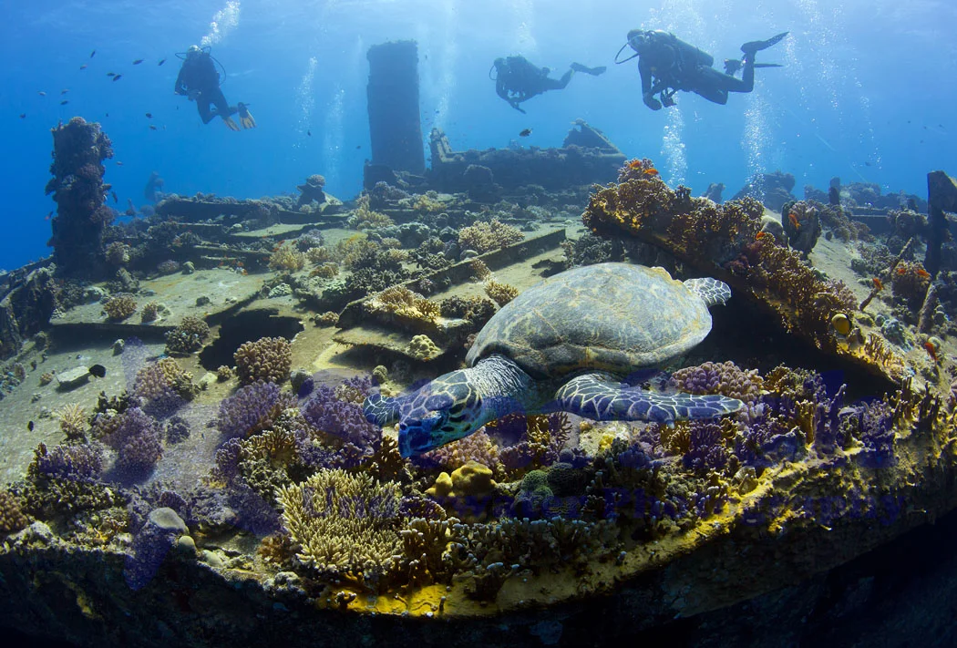 Wreck Turtle