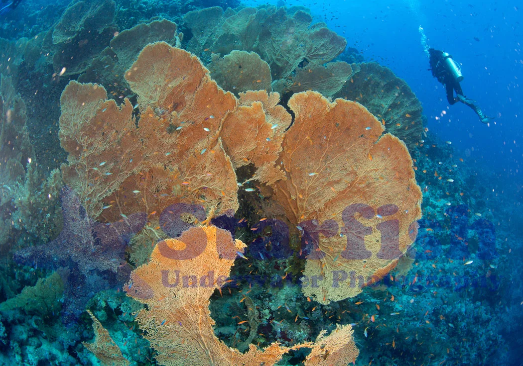 Red Sea133.jpg