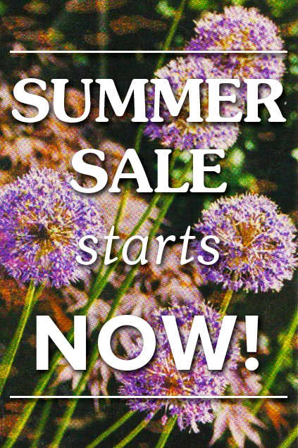 Summer-Sale-NOW-BLAST.jpg