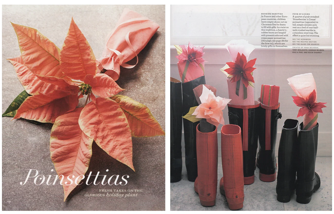 Poinsettias.jpg