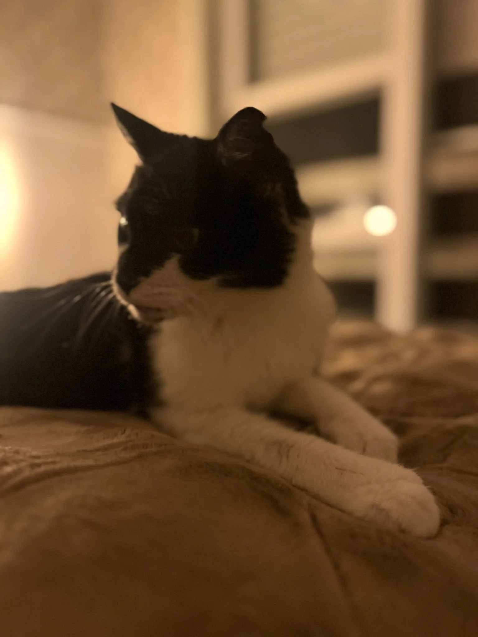 WhatsApp Image 2025-10-23 at 19.55.22.jpeg