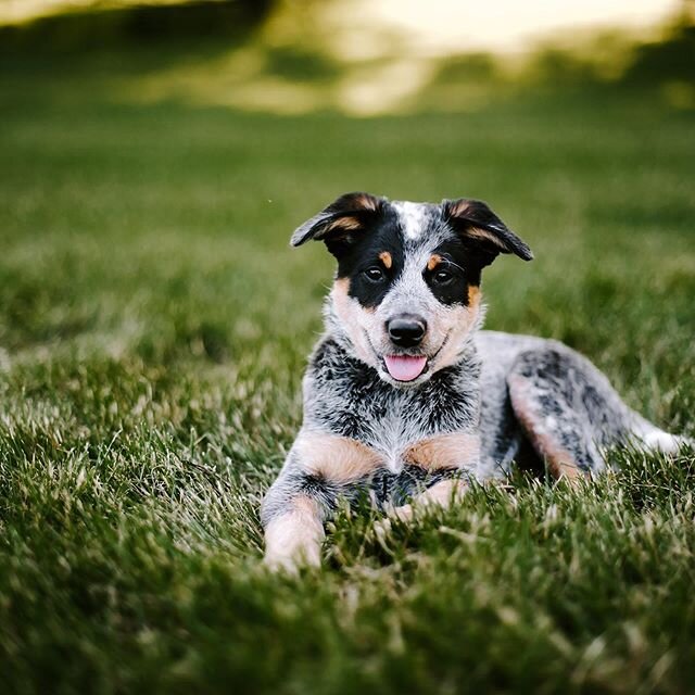 Welcome to the family, little Junie! Isn&rsquo;t that the cutest name ever?? 😍
@laurasuzannegreig @saucymcal .
.
.
.
.
.
#dogsofinstagram #dogsofinsta #janaepatricephotography #iowafamilyphotographer #welcomehome #dogsofdesmoines #blueheelersofinsta