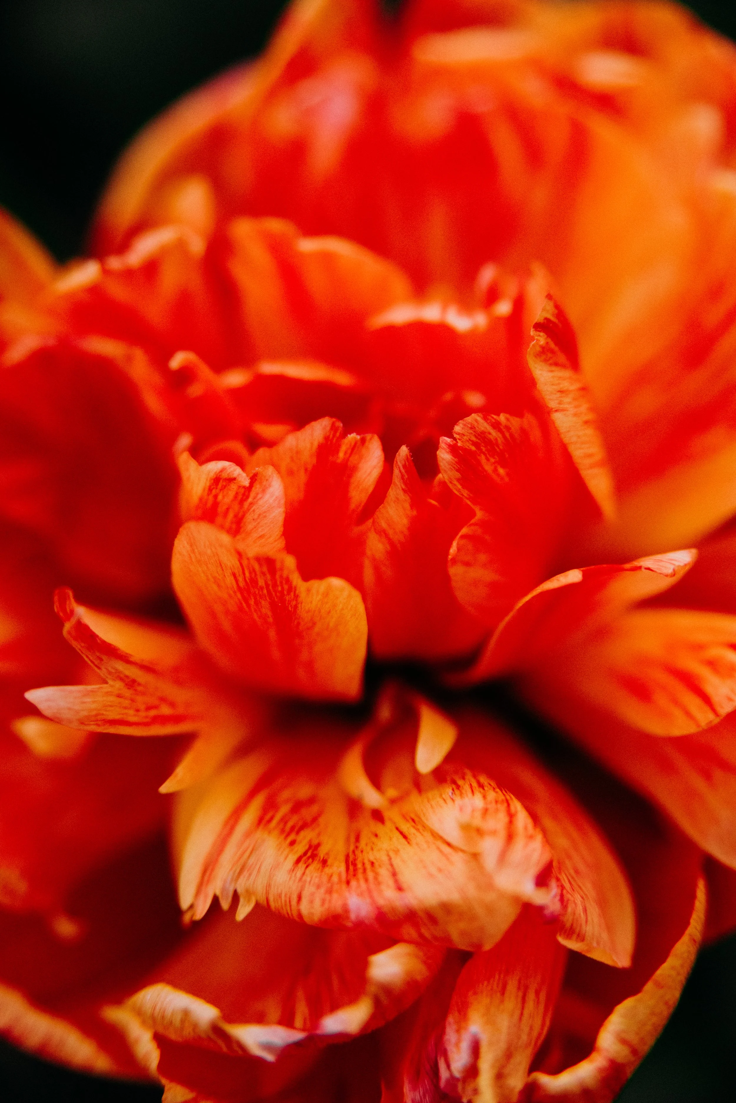 JPP_Tulips-8619.jpg