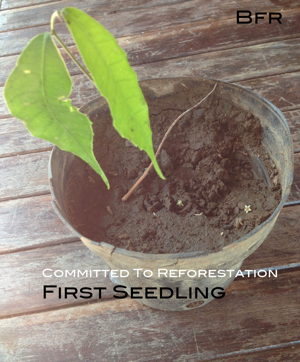 first.seedling.jpg