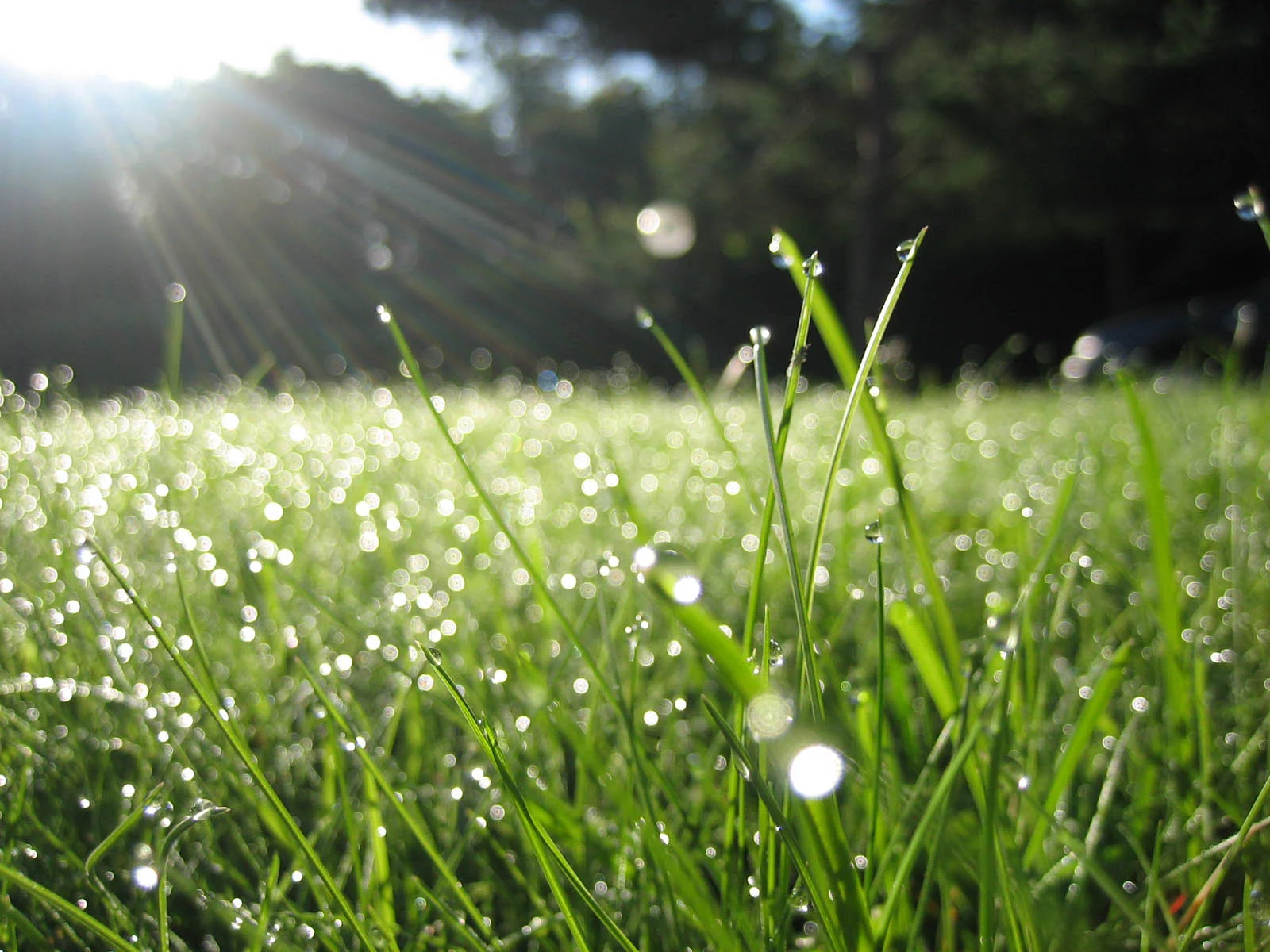 morning_dew.jpg