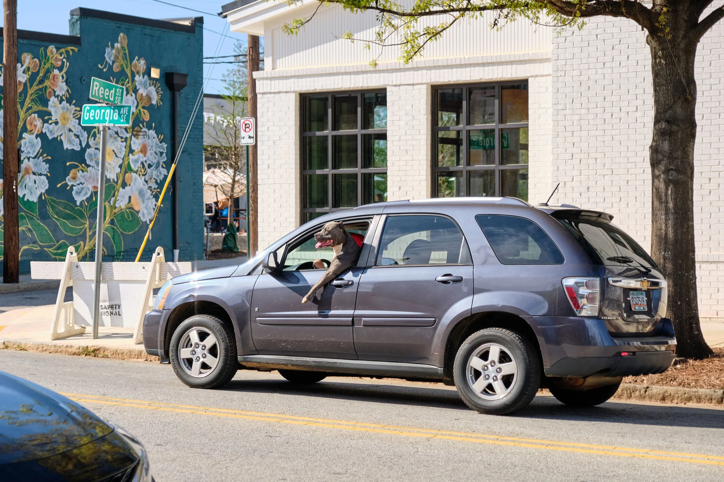Dog with a red bandana in the driver’s seat of a silver car, parked on a city street with a building and a mural of flowers on the wall in the background.