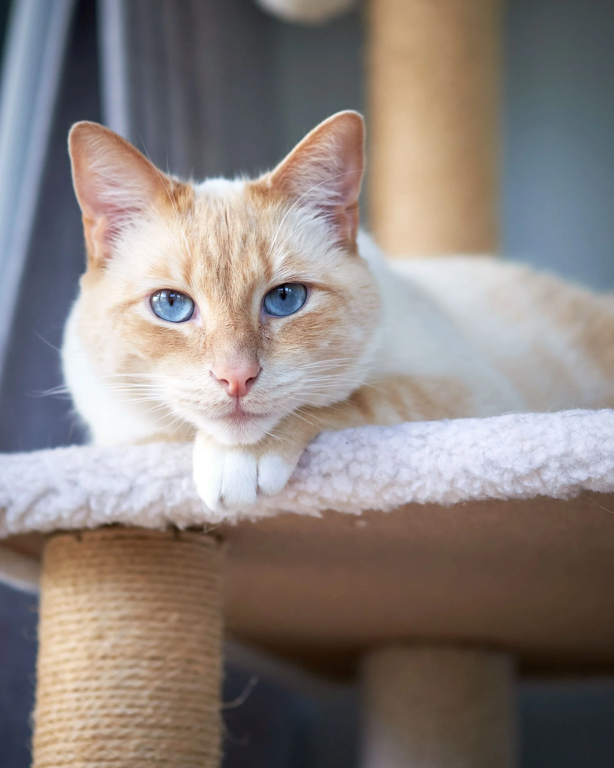 A close-up of a ginger cat with striking blue eyes, lying on a soft surface, with part of a cat tree or scratching post visible in the foreground.
