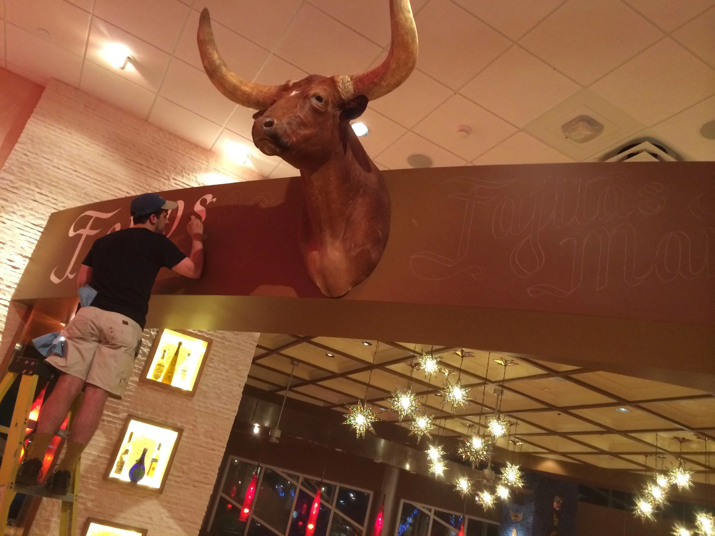Beautiful bull. Don't know about that drop ceiling though.
