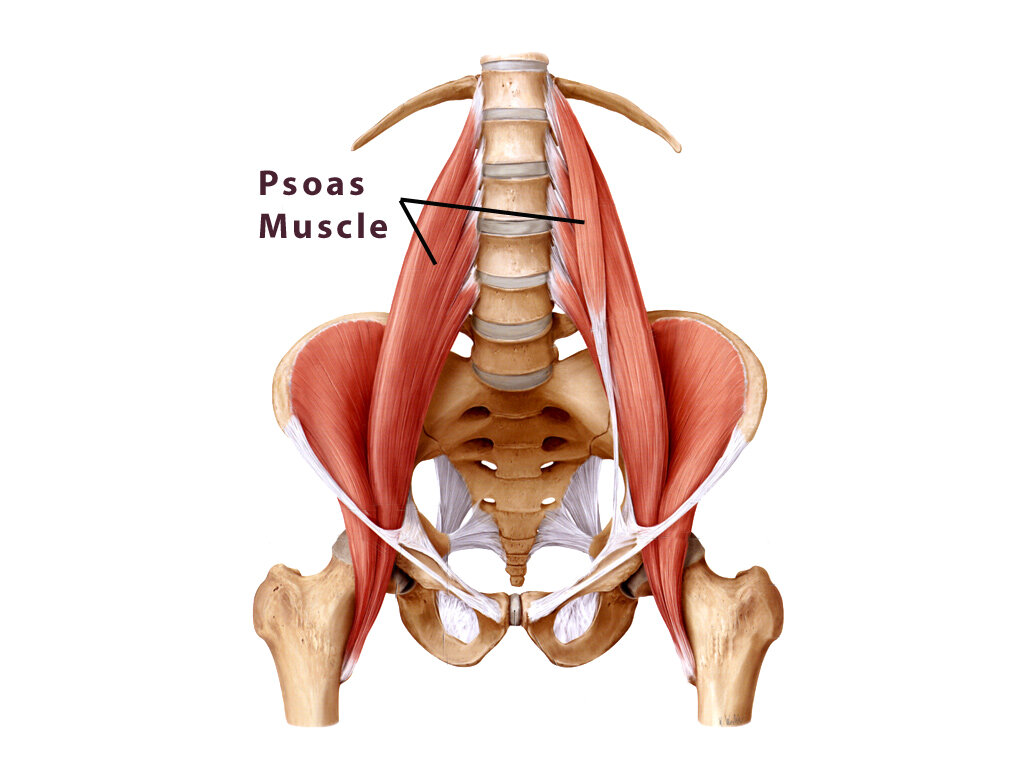 19 Best Psoas Muscle Exercises & Stretches - SET FOR SET