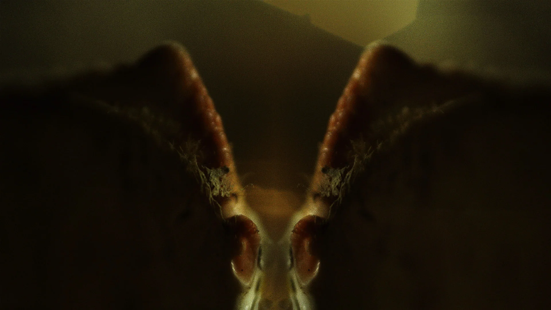 Macro_Crab_Legs_Stills_15.jpg