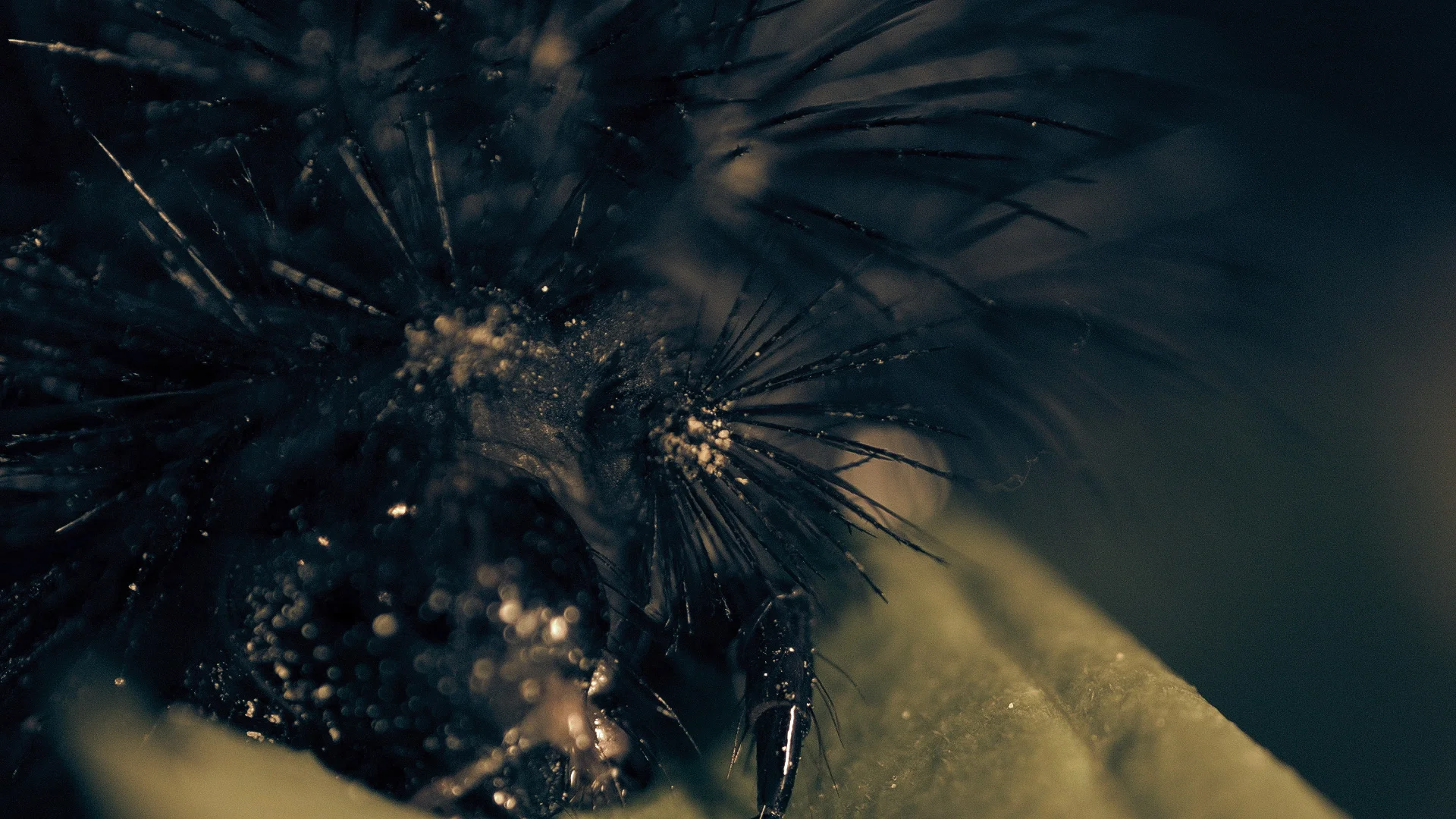 Insects_ALL_42.jpg