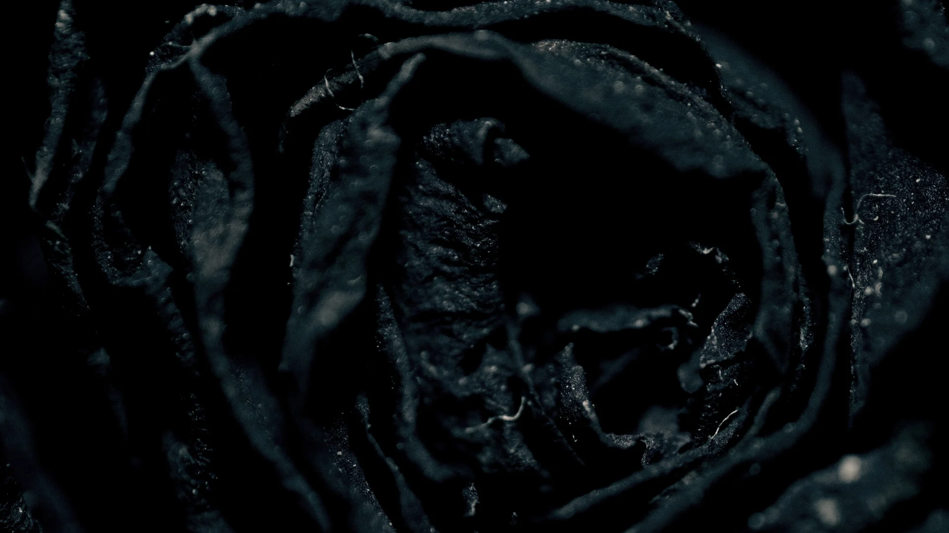 Macro_v13_ROSE_v6.jpg