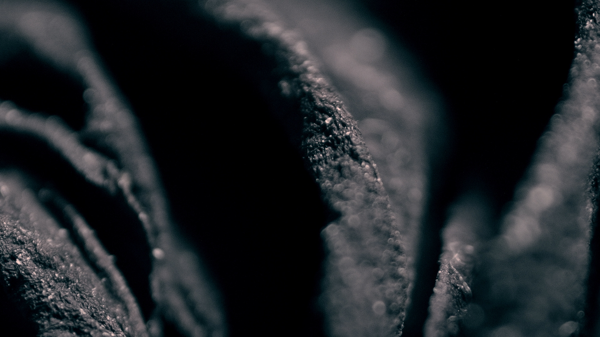 Macro_v13_ROSE_v3.jpg