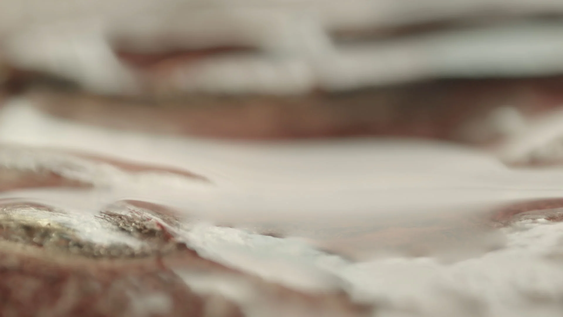 Macro_v008_Placenta12.jpg
