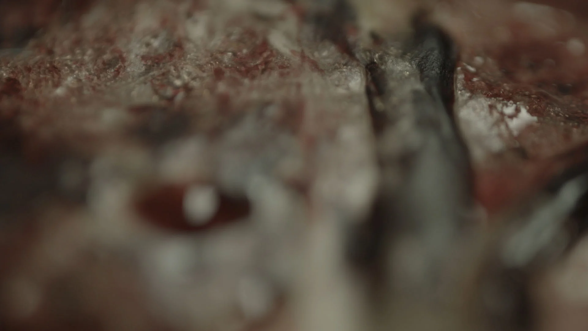 Macro_v008_Placenta16.jpg