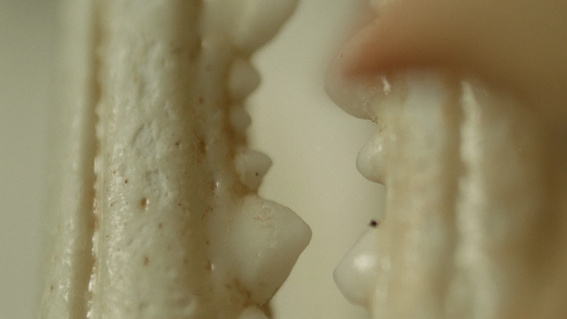 Macro_Crab_Legs_Stills_1.jpg