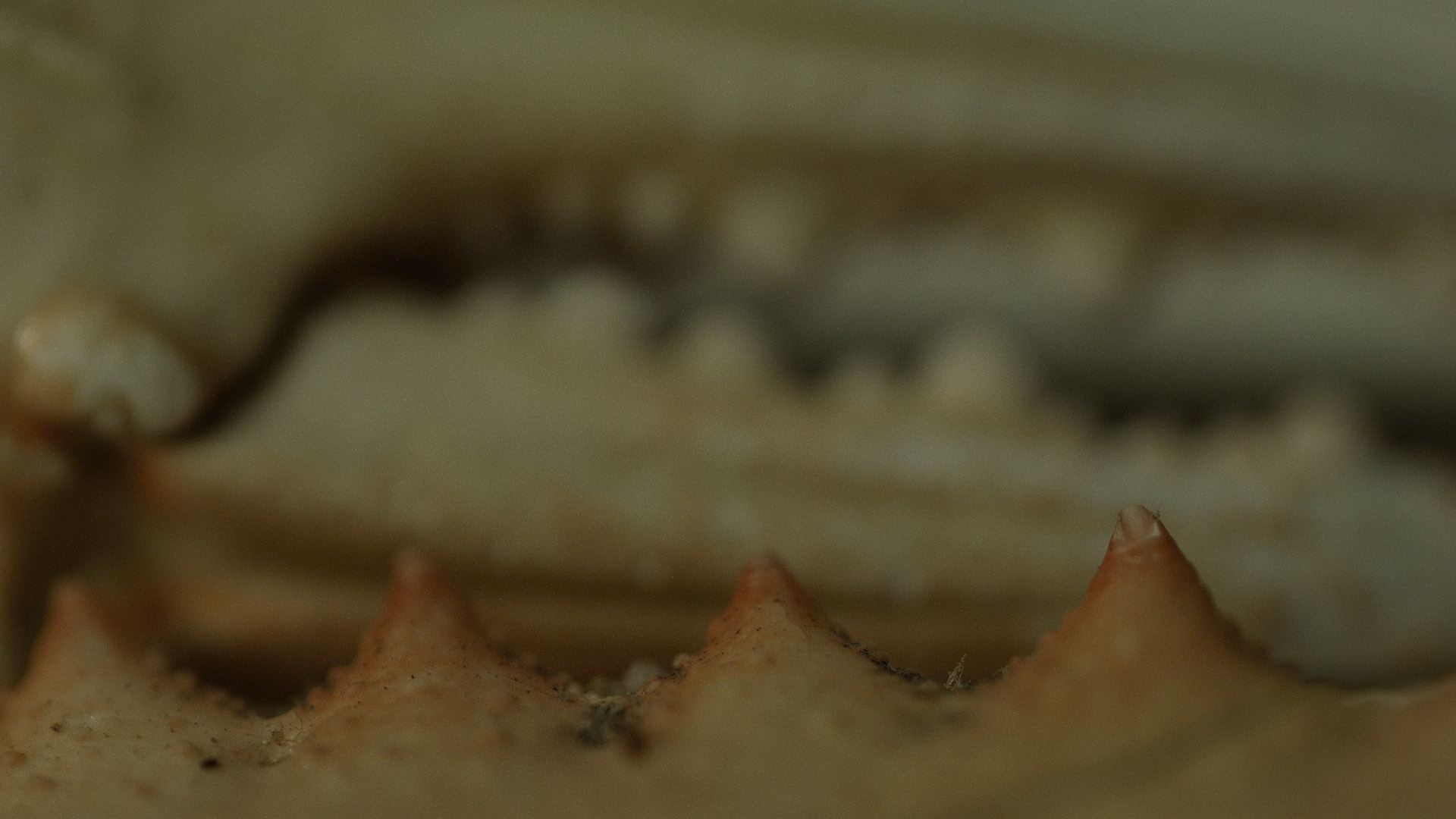 Macro_Crab_Legs_Stills_3.jpg