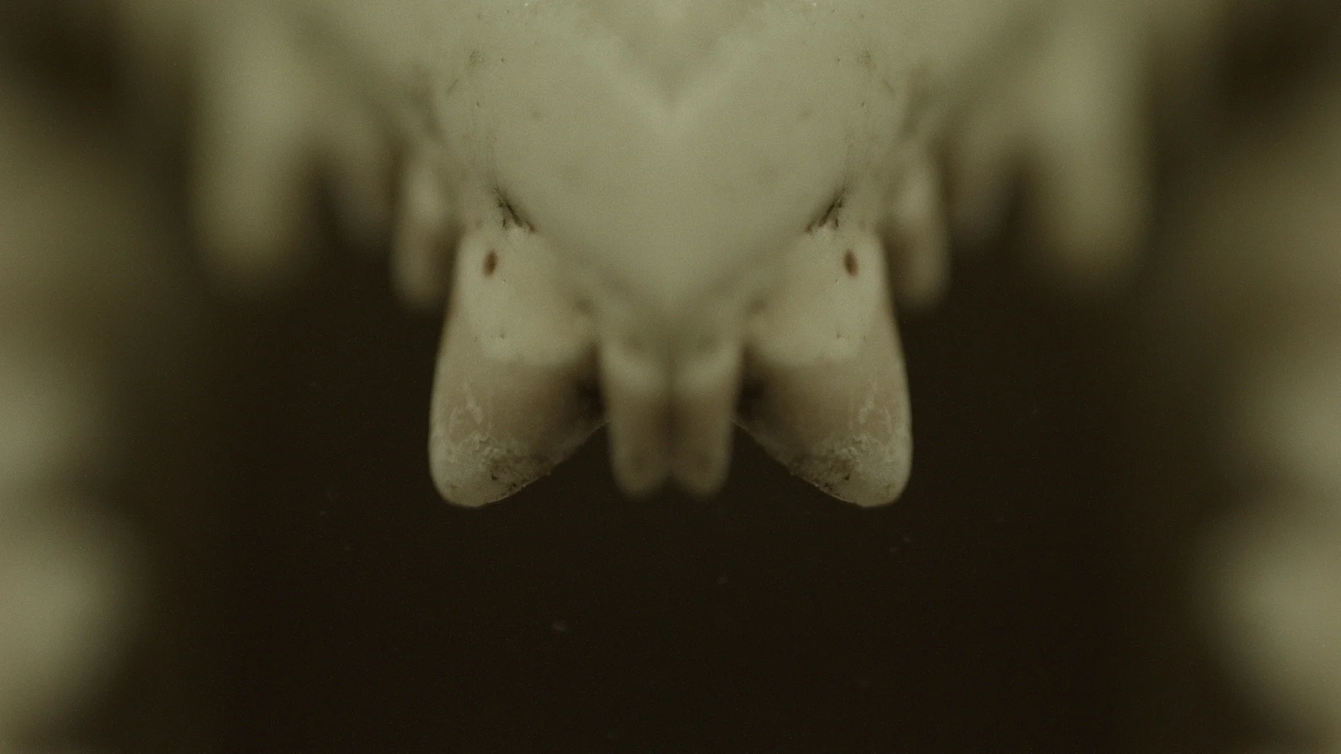 Macro_Crab_Legs_Stills_6.jpg