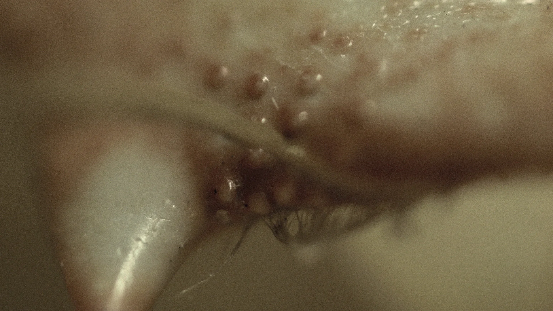 Macro_Crab_Legs_Stills_8.jpg