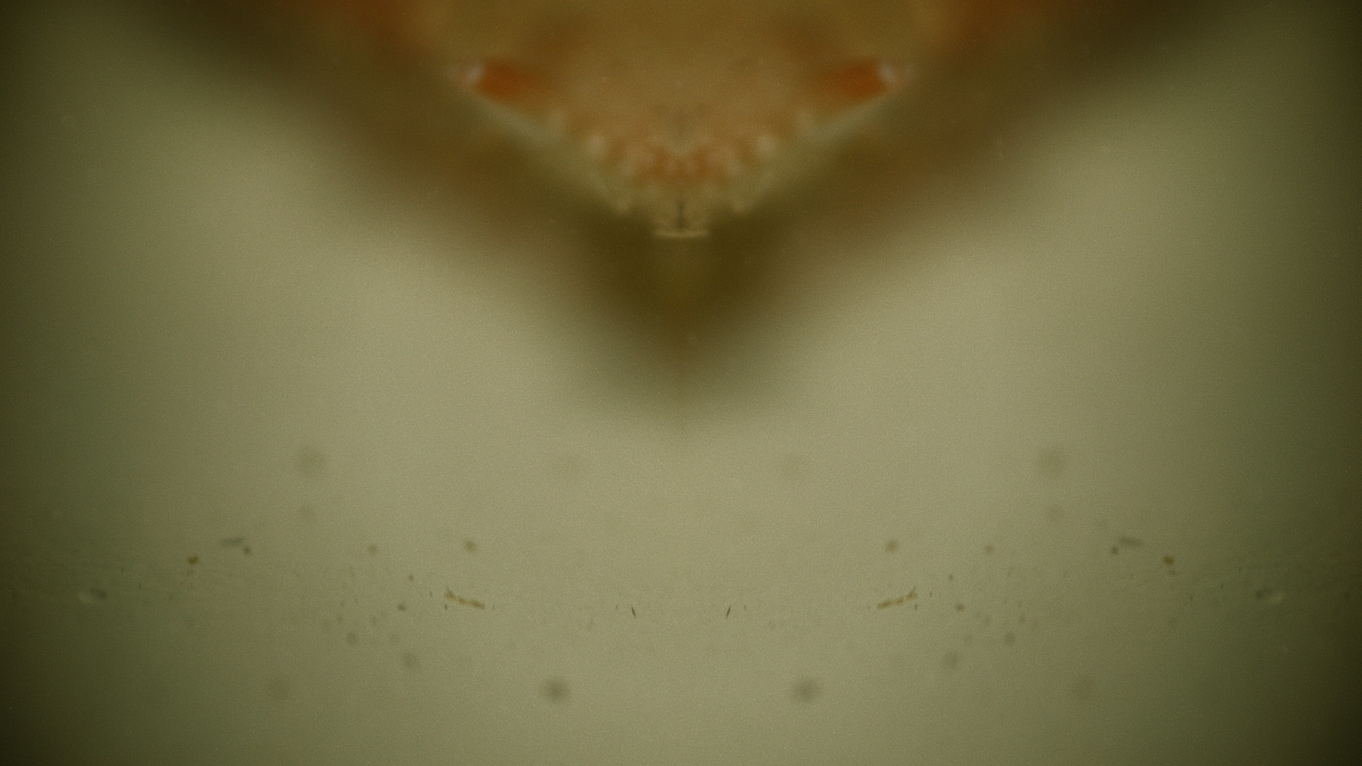 Macro_Crab_Legs_Stills_20.jpg
