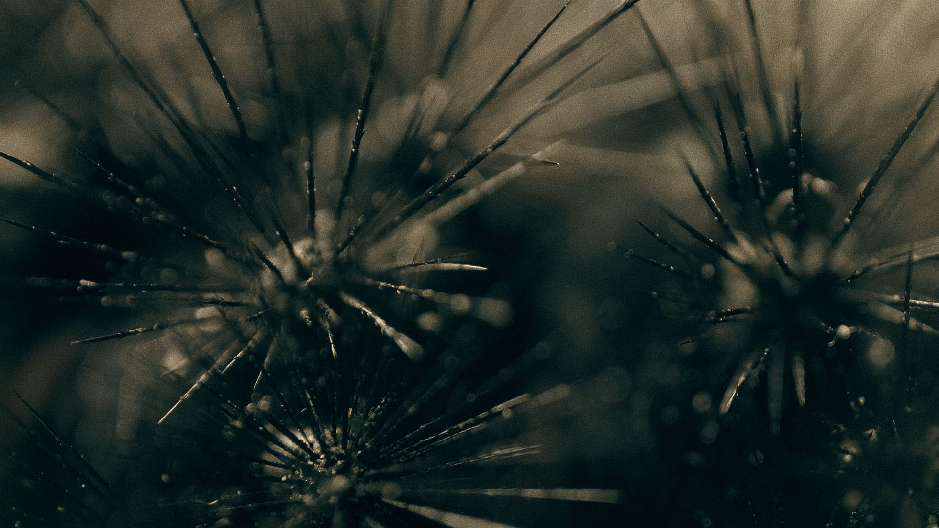 01_macro_series_v3_0.jpg
