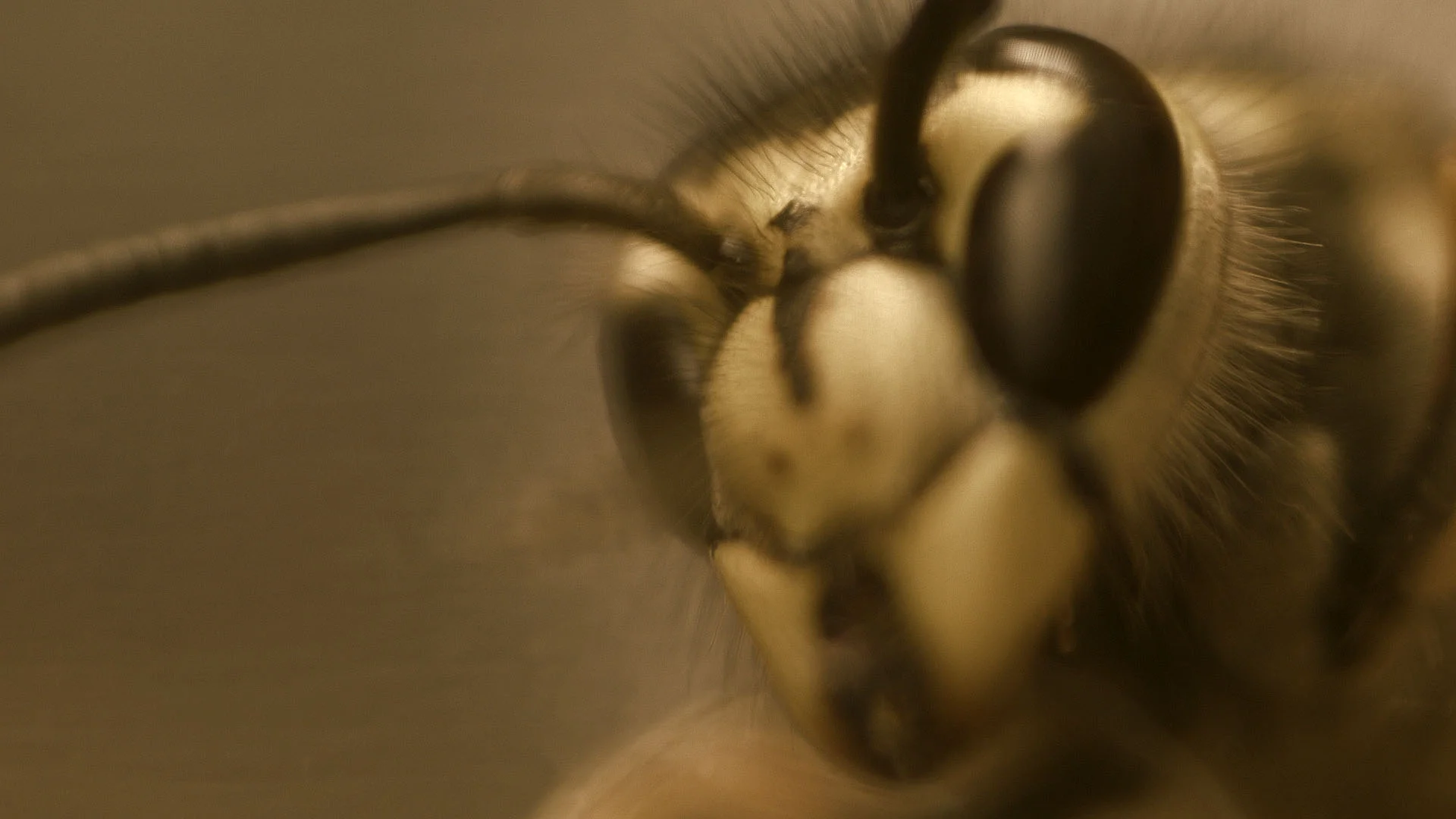 01_macro_series_v3_5.jpg