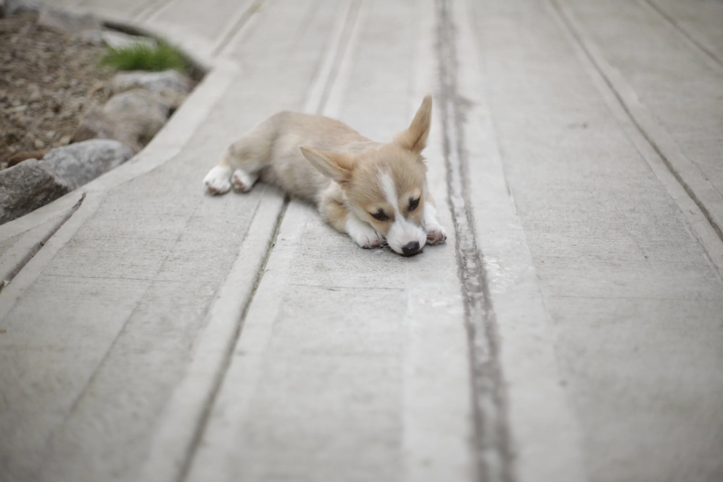 National Puppy Day: 23 songs to play for your pooch