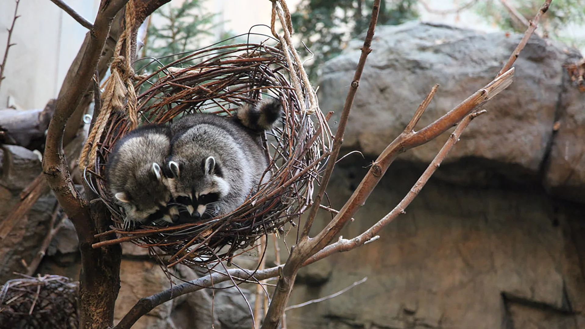 9 Animal Names With Indigenous Origins