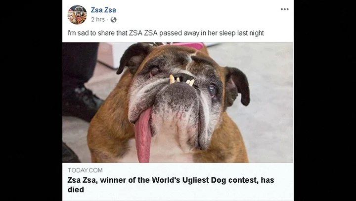Newly crowned ‘World’s Ugliest Dog’ Zsa Zsa dies