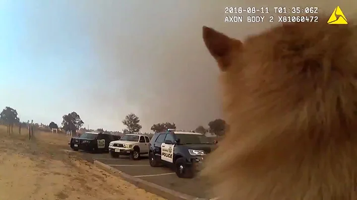 Race against time: body-cam video shows daring mission to save shelter animals from California wildfire