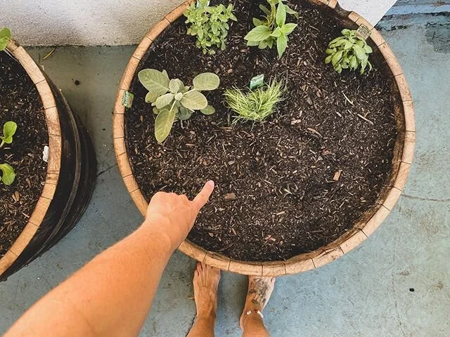 Urban mutha fuckin gardener ✔️ #covidchecklist 🥕🥕🥕🥕