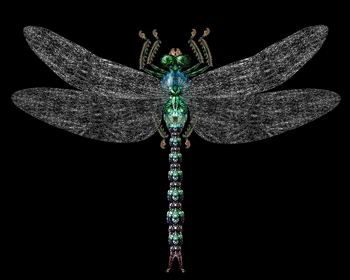 03 Dragonfly 1200px.jpg