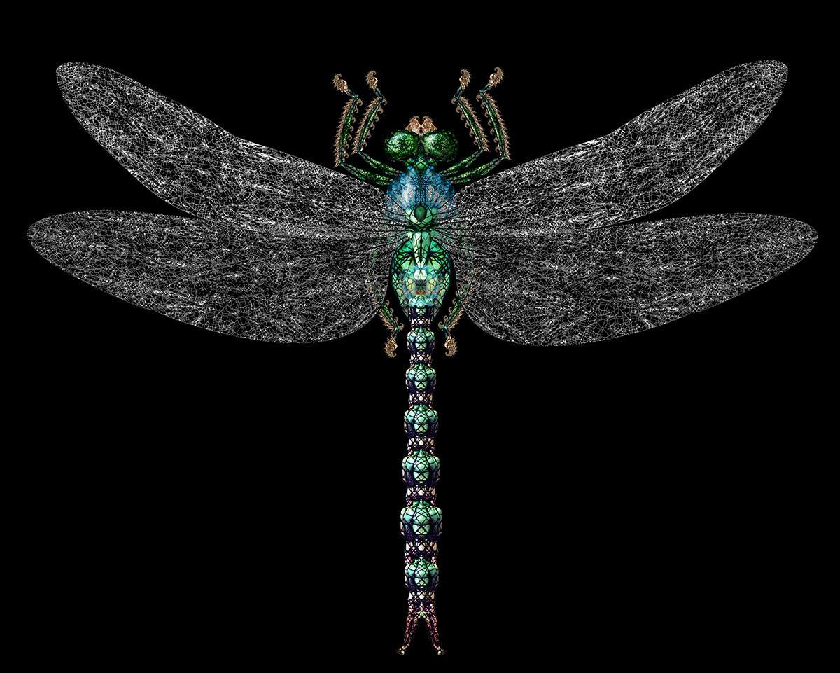 03 Dragonfly 1200px.jpg