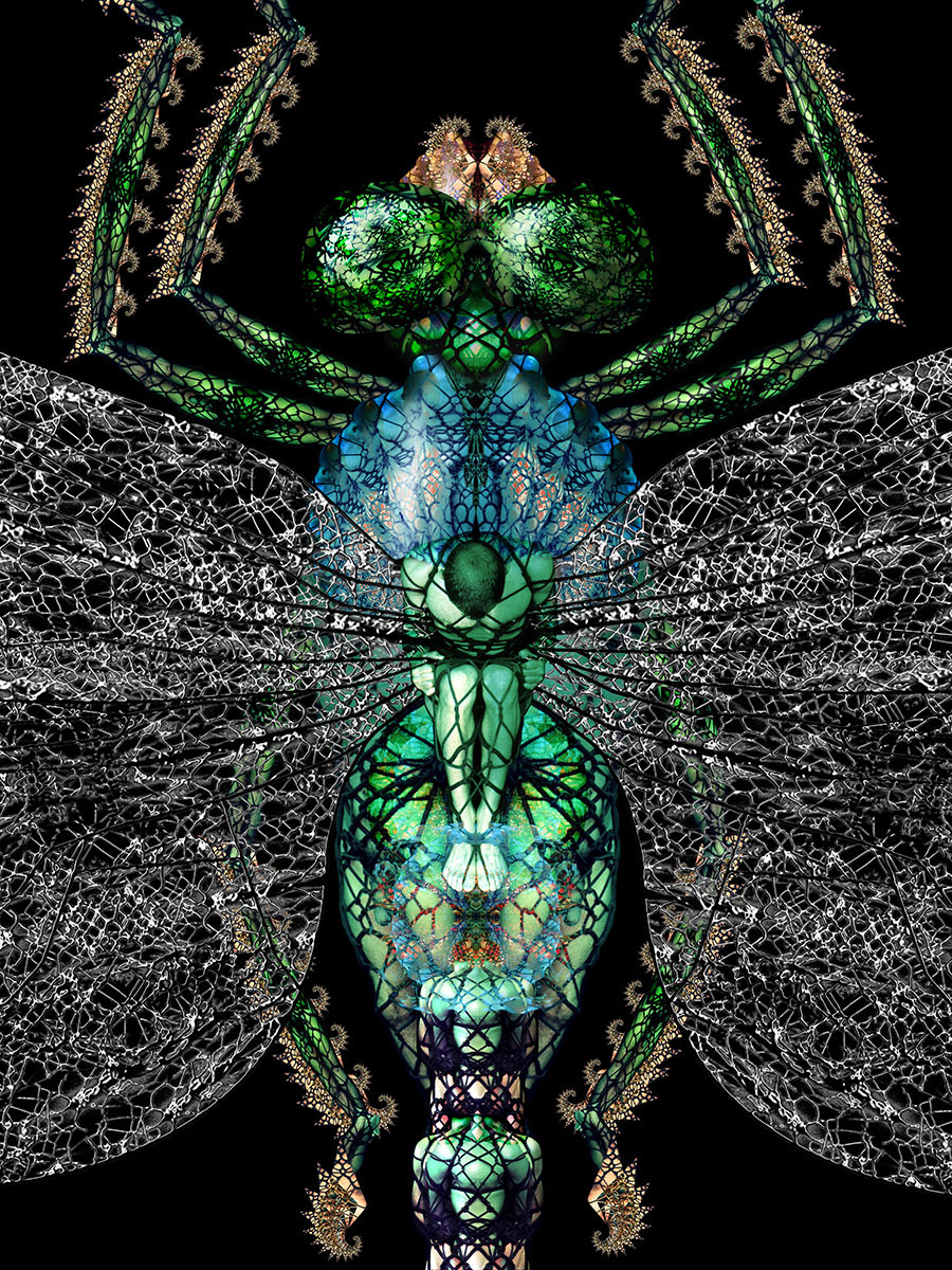 03 Dragonfly DETAIL 1200px.jpg